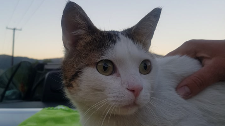 Περσέας: Ο πρώτος γάτος στην Ελλάδα με τεχνητά πόδια κάνει τα πρώτα του βήματα [βίντεο]