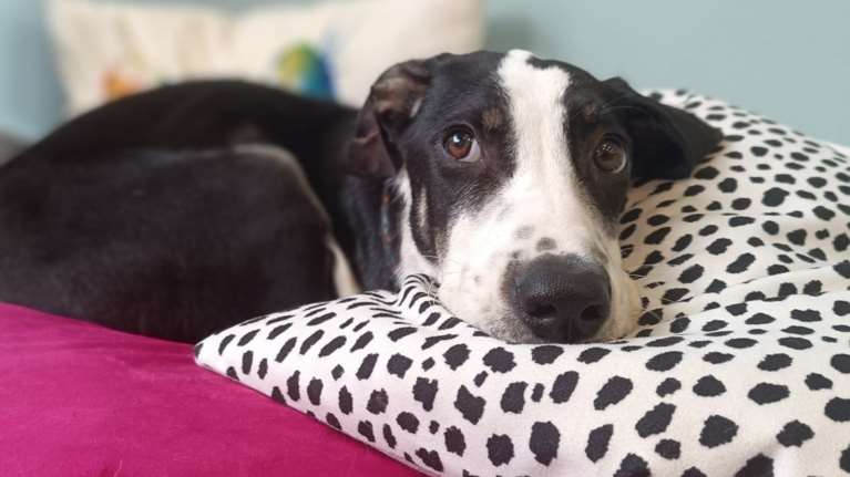 Σώστε ένα αδεσποτάκι: Η Μάχη αγωνίστηκε για τη ζωή της και κέρδισε το όνομά της μετά από πολύ πόνο