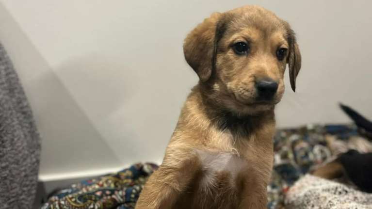 Τα ζώα δεν είναι παιχνίδια - Η μικρούλα, βρέθηκε με τα αδελφάκια της σε κούτα στη Νίκαια