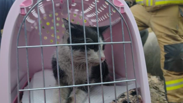 Πολωνία: Η περιέργεια...δεν σκότωσε το γάτο - Σώθηκε έχοντας παραμείνει 10 ημέρες παγιδευμένος σε αγωγό