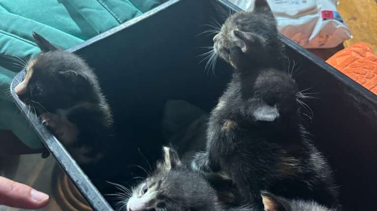 Φωτιά: Από τον σταθμό στην Παλαιά Φώκαια, 3 σκύλοι και 5 μωρά γατάκια δεν επανενώθηκαν με τους ιδιοκτήτες τους, δεν τα αναζήτησε κανείς