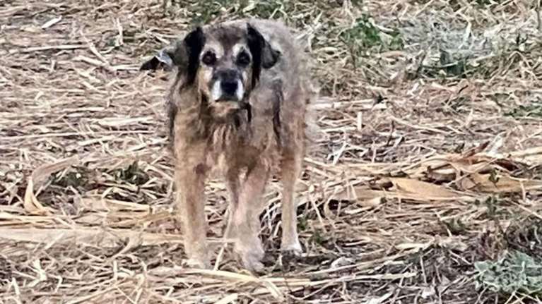 Ο Γκούφι των φαναριών απλώς υπάρχει: Ολη του τη ζωή την πέρασε στον δρόμο
