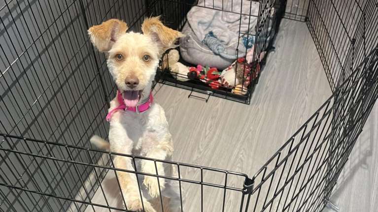 Αυτή η κουταβίτσα ζούσε μέσα σε λάσπες και κόπρανα τρώγοντας ξεροκόμματα - Η ανάρτηση της Σταματίνας Σταματάκου