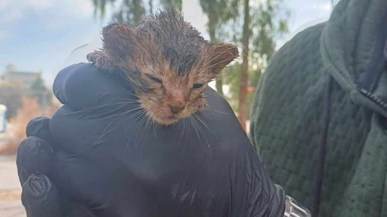 Νεογέννητο ψυχορραγούσε μέσα στις λάσπες και τις ακαθαρσίες σε μια σωλήνα - Το θαύμα αυτό χρειάζεται βοήθεια για να συνεχίσει να υπάρχει