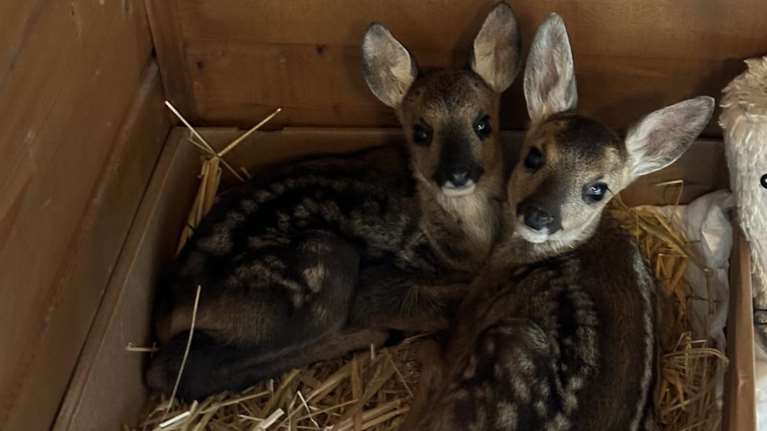 Επτά τραυματισμένα και ορφανά ζαρκαδάκια μεταφέρθηκαν στην Καστοριά: Τουλάχιστον έναν χρόνο σε περίθαλψη