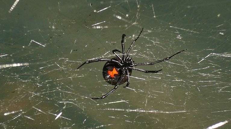 Σέρρες: Αράχνη &quot;μαύρη χήρα&quot; τσίμπησε αγρότη - Αγώνας δρόμου για το αντίδοτο