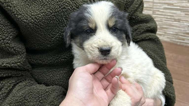 Ο πρώτος κουραμπιές για τις γιορτές: Eνα ζυμαράκι με χνούδι, λίγο νυσταγμένος, λίγο ανήσυχος