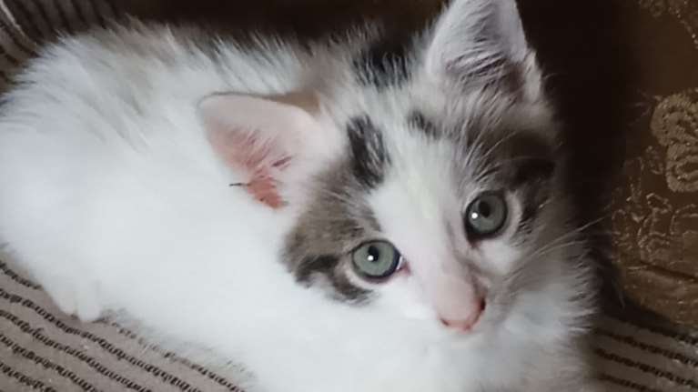 Ο Νιόνιος έχει κοινοποιηθεί 650 φορές: Είναι δίκαιο αυτός ο &quot;χνούδης&quot; να μην έχει βρει ακόμη το σπιτάκι του;