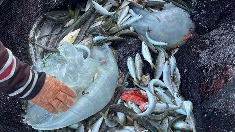 Ρόδος: Εντοπίστηκαν δηλητηριώδεις μέδουσες της Ερυθράς Θάλασσας - Μπορεί να φτάσουν το ένα μέτρο σε διάμετρο [εικόνα]