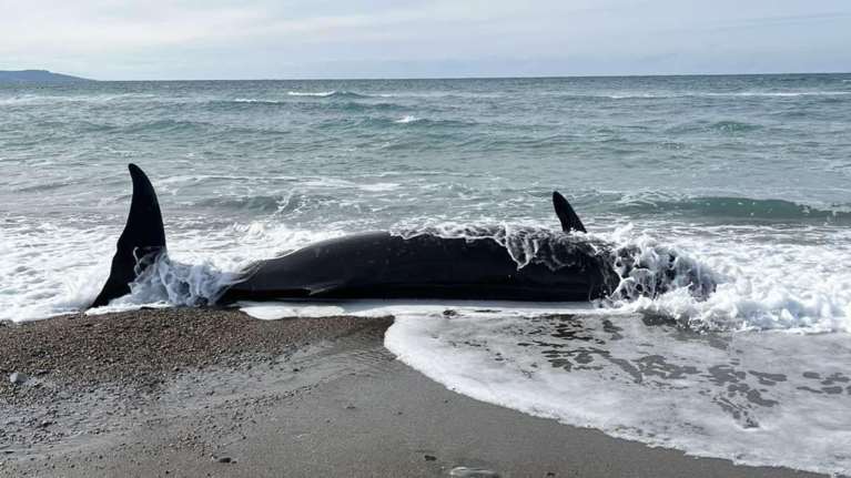 Κύπρος: Νεκρές φάλαινες ξεβράστηκαν σε ακτή - Το φαινόμενο εκβρασμού που ίσως οφείλεται στον σεισμό στην Τουρκία