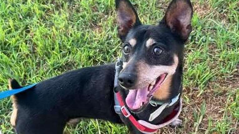 Σώστε ένα αδεσποτάκι: Ανοίξτε την αγκαλιά σας στον γλυκύτατο Τσάρλι