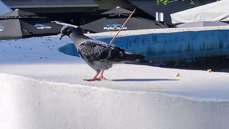 Σέρρες: Απίστευτη κτηνωδία - Κάρφωσε καλαμάκι από σουβλάκι σε περιστέρι [εικόνα]