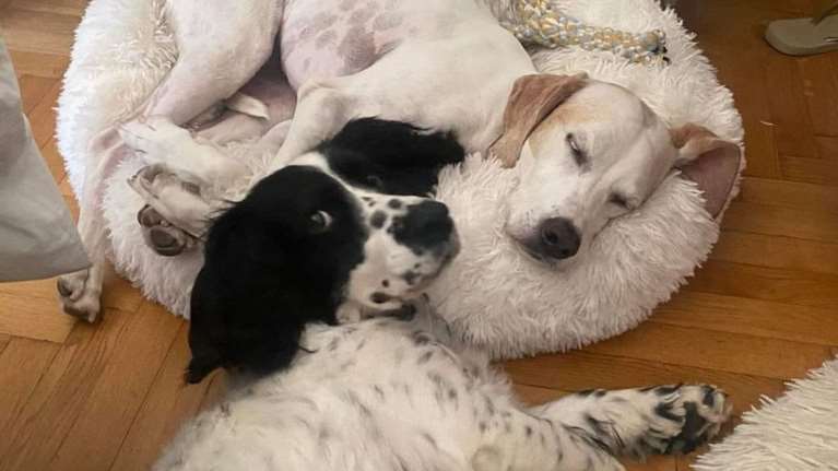 Δεύτερο σκυλί στο σπίτι: Αν το σκέφτεστε υπάρχει μια χρυσή τομή