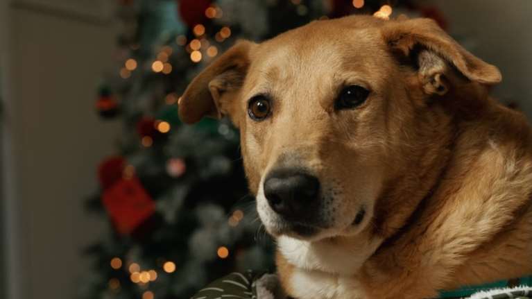 Η Τόφη είναι από εκείνα τα σκυλιά που σε κάνουν να σκέφτεσαι ότι… "να, έτσι θα έπρεπε να είναι όλα"