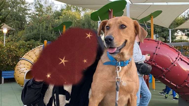 Η Κλάρα βρέθηκε ταλαιπωρημένη και αρκετά αδύνατη -  Λατρεύει τις βόλτες και είναι εξαιρετικά υπάκουη