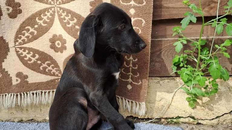 Γεννήθηκαν αδέσποτα και άρα... ανεπιθύμητα: Τέσσερα κουταβάκια ψάχνουν ελπίδα για ένα καλύτερο μέλλον [Εικόνες]