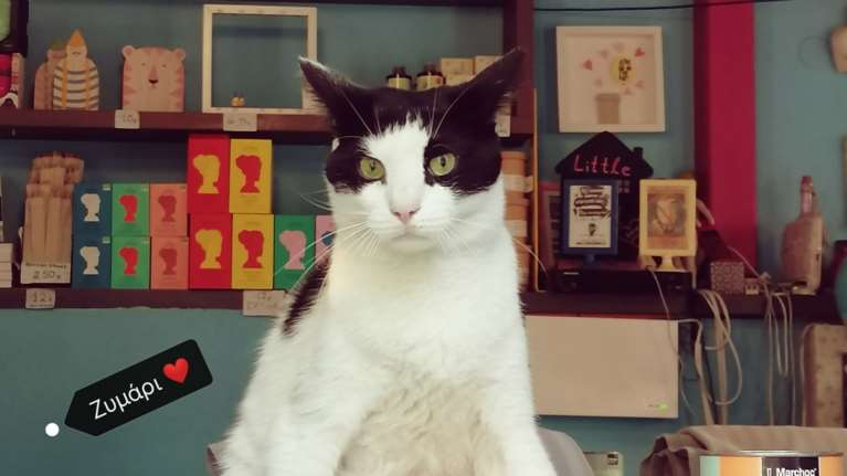 Τα γατόφιλα cafe της Θεσσαλονίκης έχουν γίνει ...viral - Η αρχή έγινε με τον &quot;Ζυμαρούλη&quot; [εικόνες]