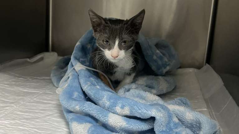 Αναλώσιμο, αποστεωμένο, 700 γραμμάρια όλο κι όλο με διαφραγματοκοίλη - Η ιστορία ενός μωρού από τη Σταματίνα Σταματάκου