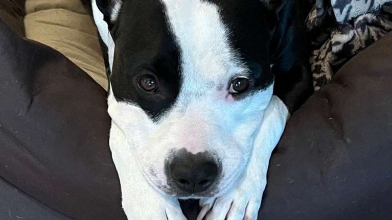 Η Malu χάθηκε στη Νέα Πεντέλη.  Εφυγε με τις φωτιές, έχει τσιπάκι και την αναζητούν οι κηδεμόνες της