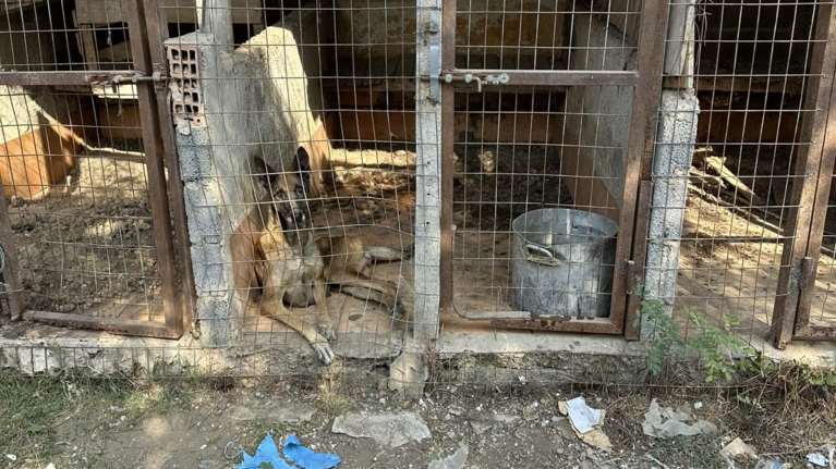 Λάρισα - Σταματίνα Σταματάκου: Αθλιες και κακοποιητικές οι συνθήκες που ζούσαν τα 13 μαλινουά και 5 κυνηγόσκυλα του 47χρονου