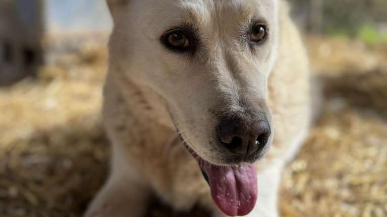 Η Άρια είναι ένα ταλαιπωρημένο πλάσμα: Δεν την έχουν δει ποτέ να κουνάει την ουρά της