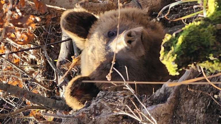 Πόγραδετς: Επιχείρηση απελευθέρωσης αρκούδας από παράνομη θηλιά για αγριογούρουνα [Βίντεο - Εικόνες]