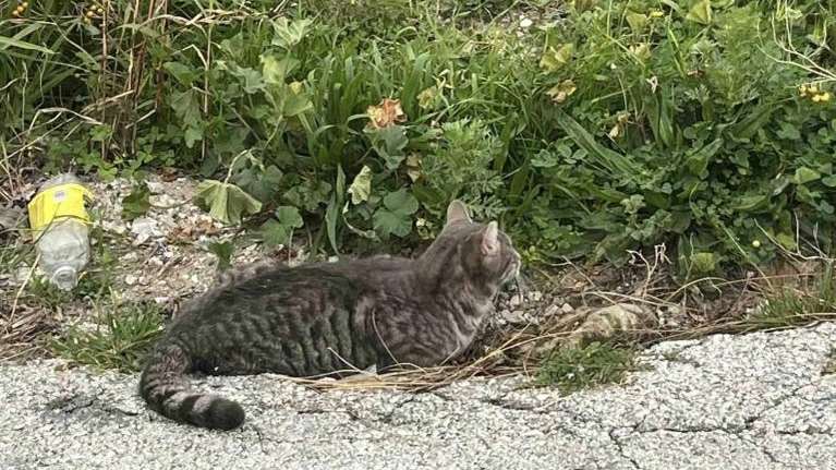 Scars: Ας βοηθήσουμε όλοι τον Ghost να ξαναπερπατήσει - Βρέθηκε με σπασμένα κόκκαλα, πεταμένος και παγωμένος