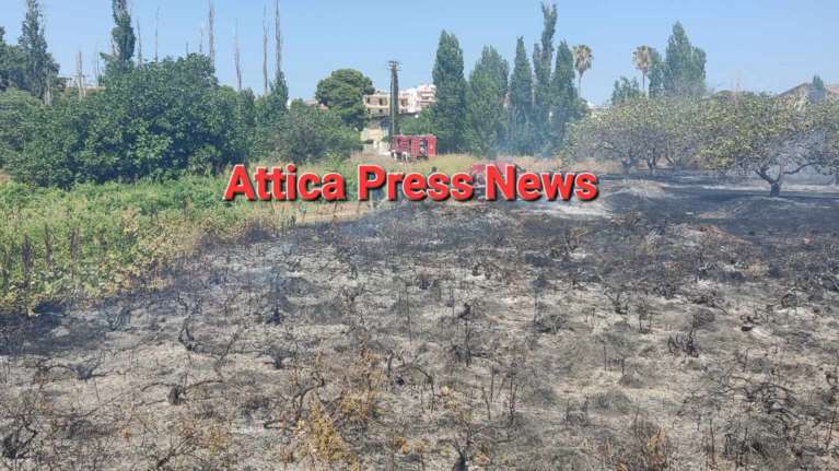 Φωτιά σε χαμηλή βλάστηση στο Μαρκόπουλο: Μεγάλη επιχείρηση της Πυροσβεστικής