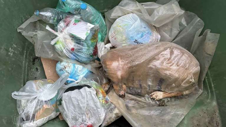 Απίστευτη κτηνωδία στη Μεγαλόπολη: Πέταξαν σκυλίτσα στα σκουπίδια μέσα σε τσουβάλι