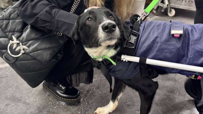 Γεια σας ο Φοίβος είμαι, πάω σφαίρα με το καροτσάκι μου, είναι 4x4