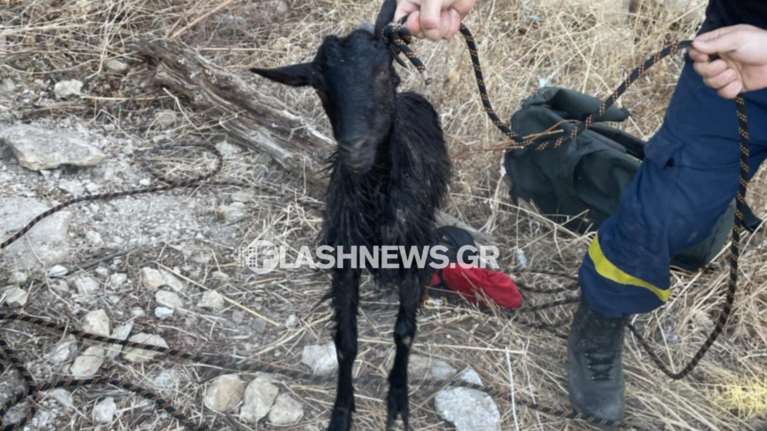 Χανιά: Μεγάλη κινητοποίηση για κατσικάκι που είχε πέσει σε στέρνα 7 μέτρων  [εικόνες]