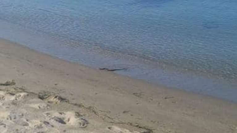 Τρόμος σε παραλία στα Τέμπη: Φίδι κολυμπούσε στη θάλασσα [εικόνες]