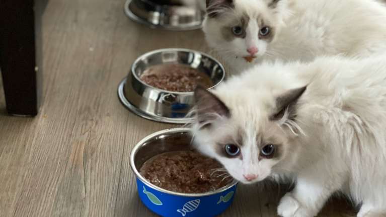 EQUILIBRIO: Super Premium Petfood για όλα τα στάδια της ζωής της γάτας