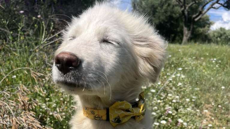 Ο Sunny κλείνει τα μάτια του και ονειρεύεται μια καλύτερη ζωή