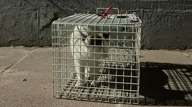 Η γατούλα του δημοτικού σχολείου στον Αλιμο: Mαθαίνει στα παιδιά την ευθύνη, τον σεβασμό και την αλληλεγγύη