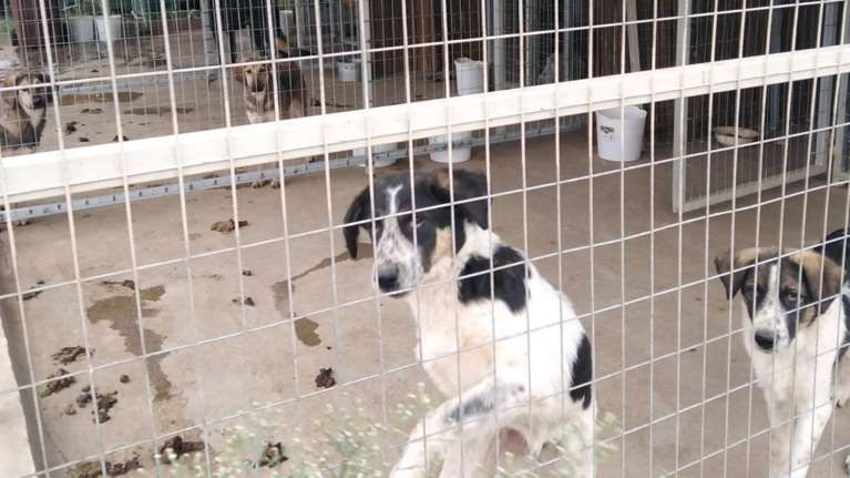 Εικόνες φρίκης στο Κορωπί: Καταγγελία για κακοποίηση ζώων σε παράνομο Δημοτικό Κυνοκομείο