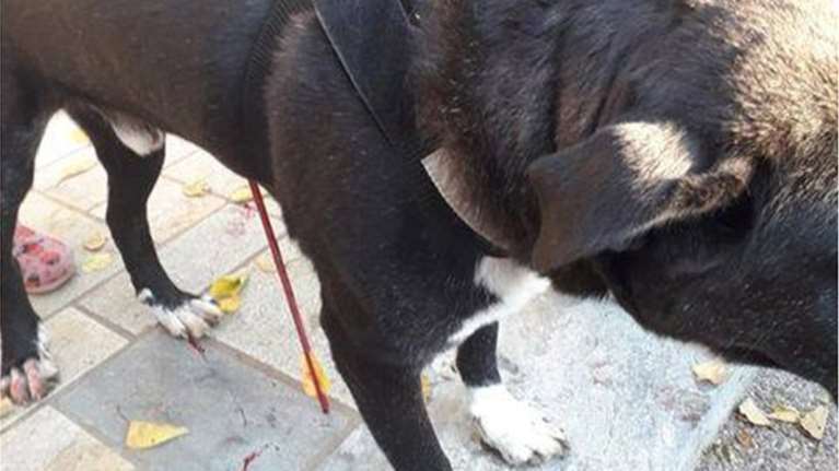 Εγκληματικό: Φόρεσε στολή αντι-covid και τραυμάτισε τον σκύλο του γείτονα με τόξο - Συνελήφθη για κακούργημα [Εικόνες]