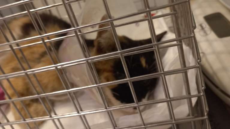 Τα αγνοούμε, τα απαξιώνουμε, βρίζουμε στο όνομά τους - Η Ζωή όμως πήγε στον παράδεισο