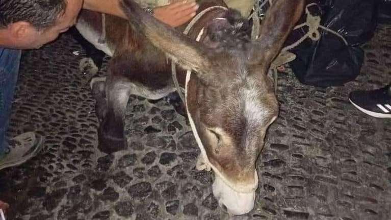 Σαντορίνη: Εξαντλημένο γαϊδουράκι κατάρρευσε από το βάρος του φορτίου που κουβαλούσε (Εξοργιστικές εικόνες)