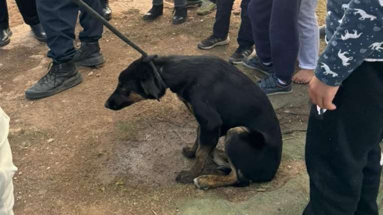 Κακοποιημένα και φοβισμένα ζώα σε καταυλισμό στο Κορωπί - Πώς διασώθηκαν - Δεν ήταν όλα τυχερά