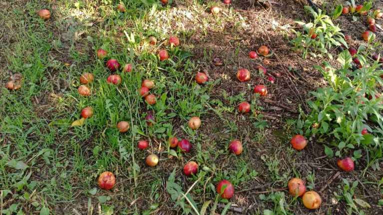 Κοζάνη: Εκτεταμένες καταστροφές στον κάμπο του Βελβεντού από ξαφνικό μπουρίνι [εικόνες]