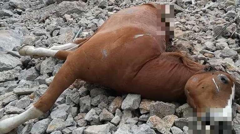 Έρευνα της ΕΛΑΣ για τα νεκρά άλογα στην Πάρνηθα - Φιλόζωοι πιστεύουν ότι τα πετούν επειδή είναι άρρωστα ή γέρασαν