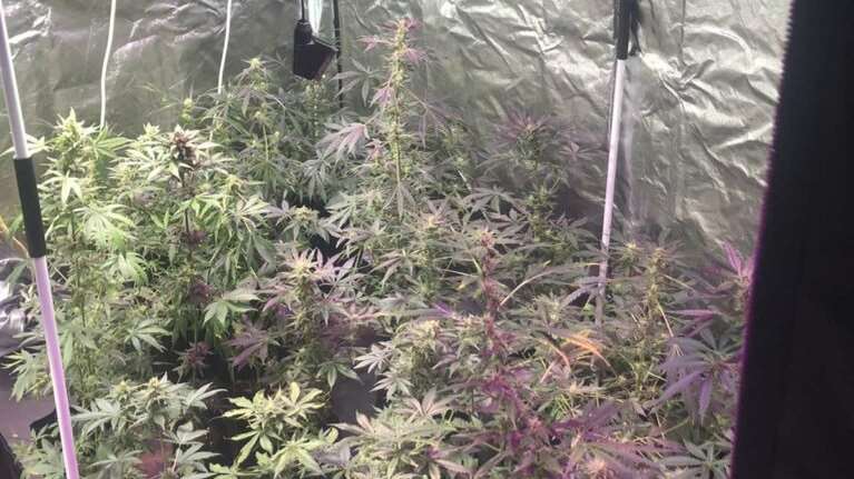 Θεσσαλονίκη: 33χρονος μετέτρεψε ολόκληρο δωμάτιο του σπιτιού του σε εργαστήριο υδροπονικής κάνναβης [εικόνες - βίντεο]