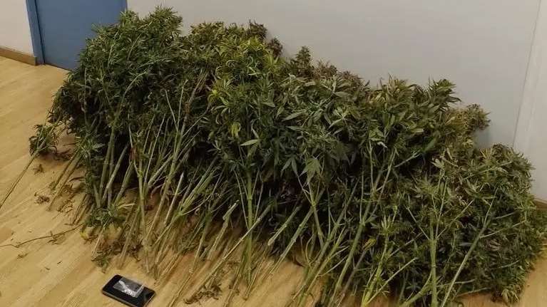 Καλλιθέα: 41χρονος είχε μετατρέψει υπόγεια αποθήκη σε εργαστήριο υδροπονικής καλλιέργειας κάνναβης [εικόνα - βίντεο]