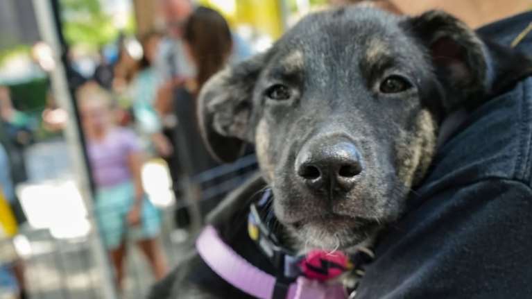 O Ντάφι είναι μόλις 3 μηνών και είναι ένα ιδιαίτερο κουταβάκι