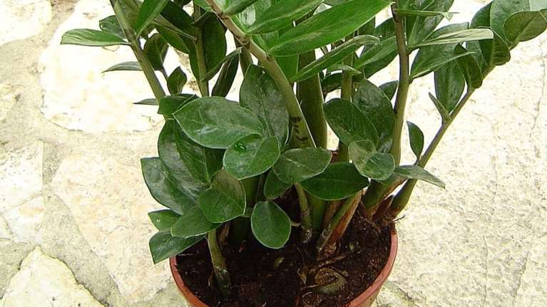 Τρίκαλα: Στο νοσοκομείο βρέφος που έφαγε τοξικό φυτό - Προσοχή για τη Ζάμια