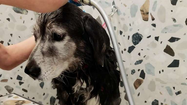 Θεσσαλονίκη: Ντους και λούσιμο σκύλου σε ...αυτόματο πωλητή