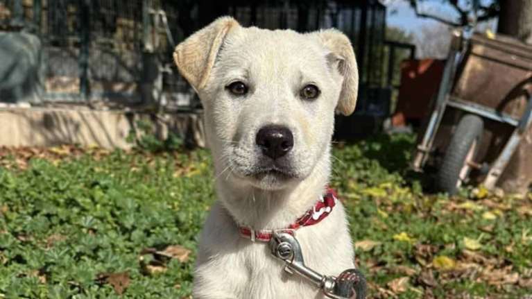 Ο Πόκο είναι πολύ της αγκαλιάς, βρέθηκε μοναχούλης μόλις 2 μηνών στη Νέα Οδό