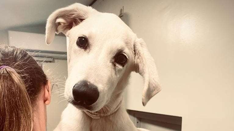 Σώστε ένα αδεσποτάκι: Έλα, προσέξτε με λίγο - Ελεος δηλαδή! Εχετε δει κι άλλη τέτοια εξυπνοκουταβόφατσα;