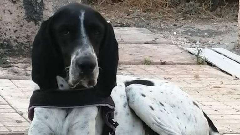 Πλούτος αστείρευτος και διαρκής μόνο στην αγκαλιά του... Πλούτο - Λατρεύουμε την αγαθότητα και τα τεράστια αυτιά του